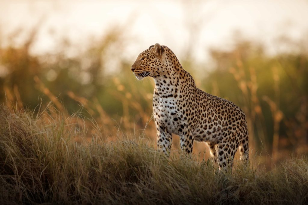 Explore Beyond Borders